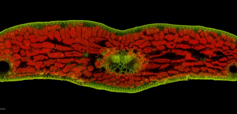 Abies alba_Tanne_FluorB_SPA10-0012024-08-05 15-41-25 (C,Smoothing2)28-Pano-Bearbeitet Abies alba_Tanne_FluorB_SPA10-0012024-08-05 15-41-25 (C,Smoothing2)28-Pano-Bearbeitet