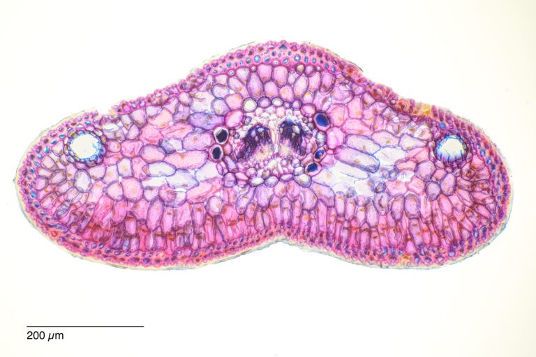 Abies cephalonica_GriechTanne_ACA_SPA10-0202024-08-05 19-40-31 (C,Smoothing2)20 Abies cephalonica_GriechTanne_ACA_SPA10-0202024-08-05 19-40-31 (C,Smoothing2)20