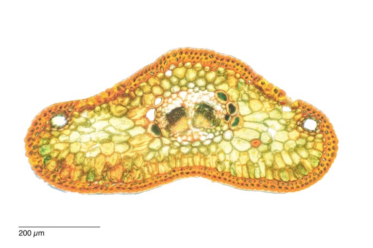 Abies cephalonica_GriechTanne_W3A_SPA10-0262024-08-05 14-08-49 (C,Smoothing2)26 Abies cephalonica_GriechTanne_W3A_SPA10-0262024-08-05 14-08-49 (C,Smoothing2)26