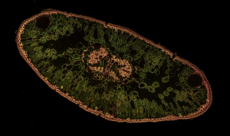 Abies concolor_Colarado-Tanne-Nadel_W3A_FluoroB_SPA10x125-292021-12-05 18-29-00 (C,Smoothing4)29-Pano-Bearbeitet Abies concolor_Colarado-Tanne-Nadel_W3A_FluoroB_SPA10x125-292021-12-05 18-29-00 (C,Smoothing4)29-Pano-Bearbeitet