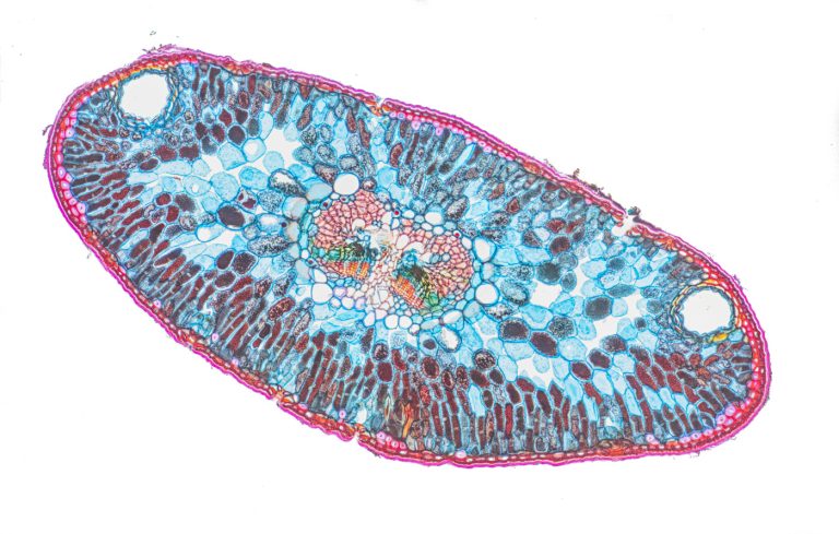 Abies concolor_Colarado-Tanne-Nadel_W3A_SPA10x125-362021-12-05 20-05-45 (C,Smoothing4)36-Pano-Bearbeitet-2_DxO Abies concolor_Colarado-Tanne-Nadel_W3A_SPA10x125-362021-12-05 20-05-45 (C,Smoothing4)36-Pano-Bearbeitet-2_DxO