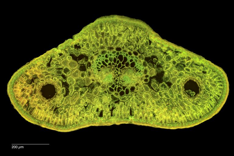 Abies lasiocarpa_ZwerkKorkTanne FluorB SPA10-0212024-08-06 14-46-20 (C,Smoothing2)21-Pano-Bearbeitet Abies lasiocarpa_ZwerkKorkTanne FluorB SPA10-0212024-08-06 14-46-20 (C,Smoothing2)21-Pano-Bearbeitet