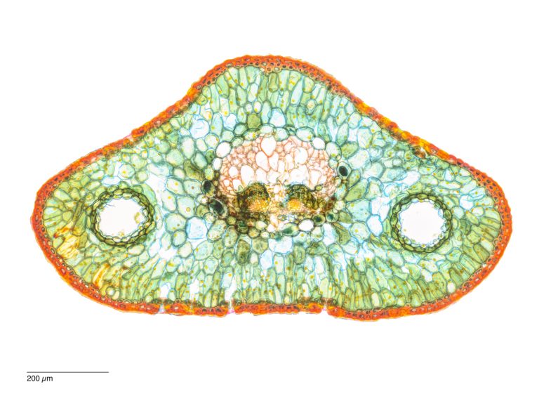 Abies lasiocarpa_ZwerkKorkTanne W3A SPA10-0372024-08-06 17-52-11 (C,Smoothing2)21-Pano-Bearbeitet Abies lasiocarpa_ZwerkKorkTanne W3A SPA10-0372024-08-06 17-52-11 (C,Smoothing2)21-Pano-Bearbeitet