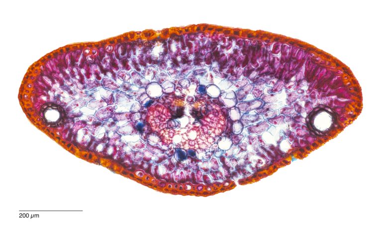 Abies pinsapo_SpanTanne_SPA10_ACA-362024-12-09 21-00-49 (C,Smoothing2)36-Pano-Bearbeitet Abies pinsapo_SpanTanne_SPA10_ACA-362024-12-09 21-00-49 (C,Smoothing2)36-Pano-Bearbeitet
