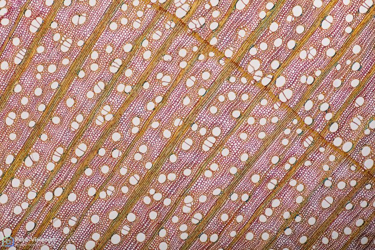 Ahorn - Acer sp. . Querschnitt Ahorn - Acer sp. . Querschnitt