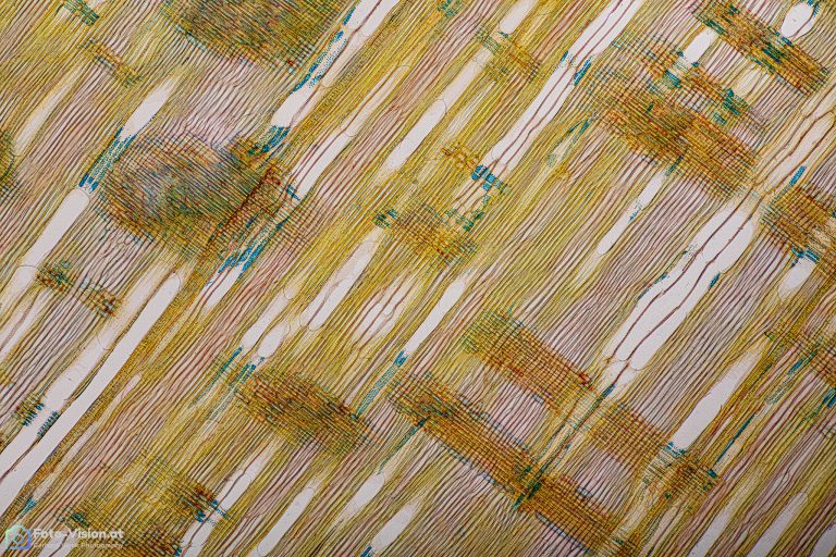 Ahorn - Acer sp. . Radialschnitt Ahorn - Acer sp. . Radialschnitt