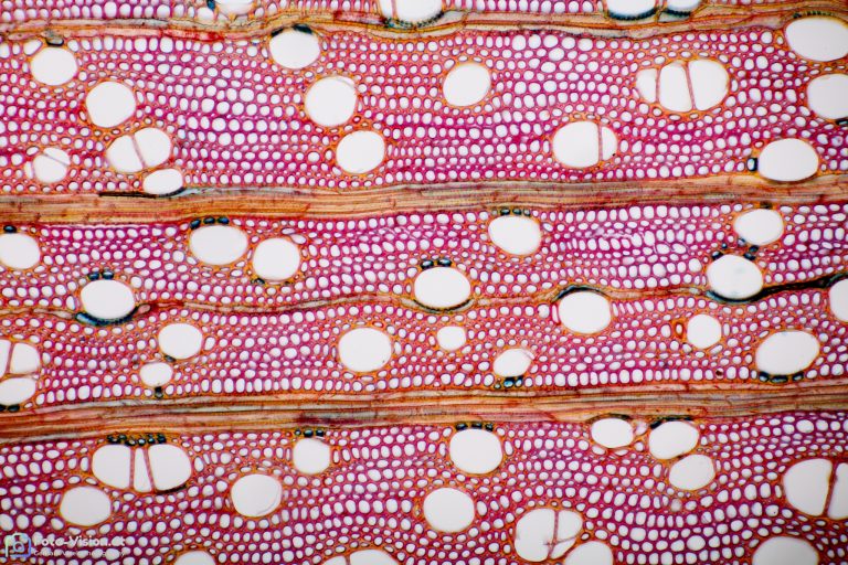 Ahorn - Acer sp. . Querschnitt Ahorn - Acer sp. . Querschnitt