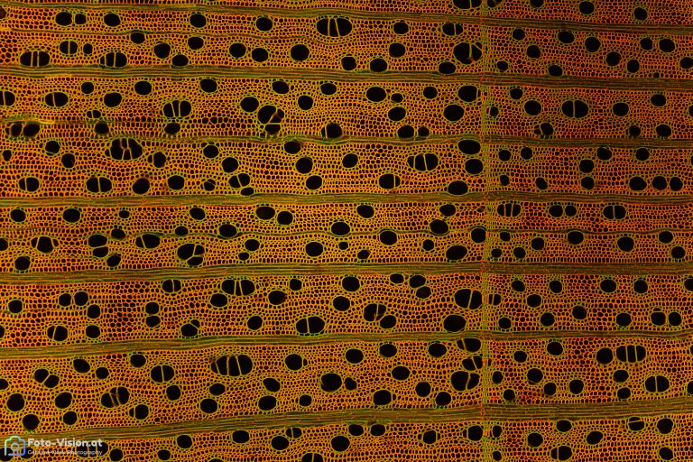 Ahorn - Acer sp. . Querschnitt Ahorn - Acer sp. . Querschnitt