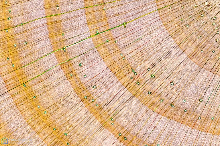 Aleppo-Kiefer - Pinus halepensis - Querschnitt Aleppo-Kiefer - Pinus halepensis - Querschnitt