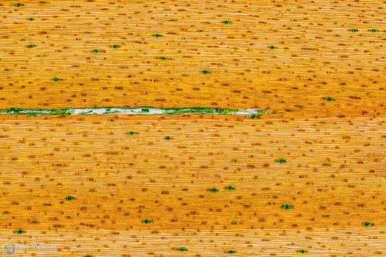 Aleppo-Kiefer - Pinus halepensis - Tangentialschnitt Aleppo-Kiefer - Pinus halepensis - Tangentialschnitt