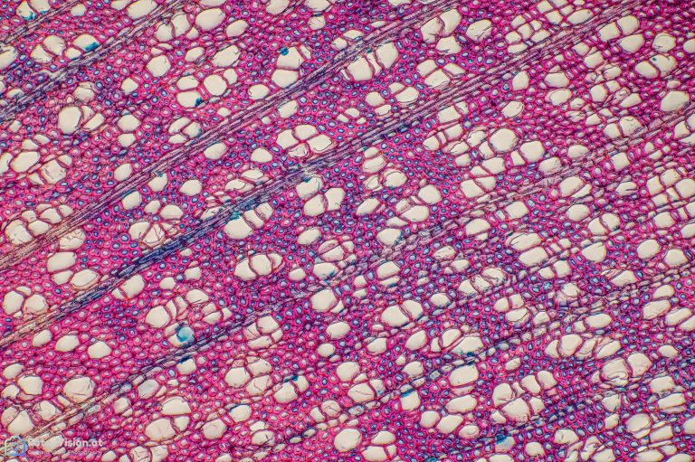 Bergholunder_quer_FCA_SPA10x125_BW_1.15mm_412022_Stack_41pics Bergholunder_quer_FCA_SPA10x125_BW_1.15mm_412022_Stack_41pics