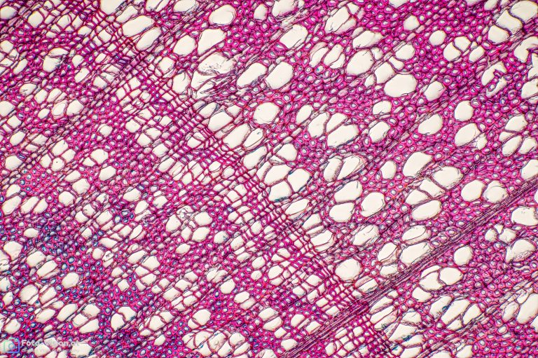 Bergholunder_quer_FCA_SPA10x125_BW_1.15mm_462022_Stack_46pics Bergholunder_quer_FCA_SPA10x125_BW_1.15mm_462022_Stack_46pics