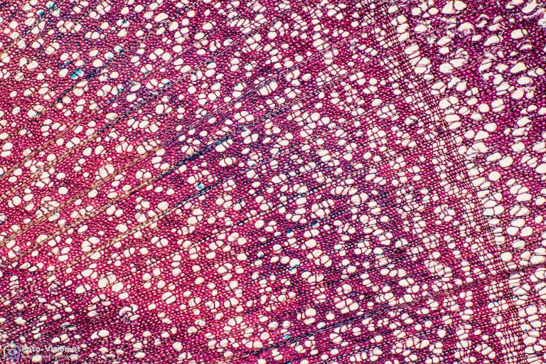 Bergholunder_quer_FCA_SPA4x125_BW_2.88mm_662022_Stack_66pics Bergholunder_quer_FCA_SPA4x125_BW_2.88mm_662022_Stack_66pics