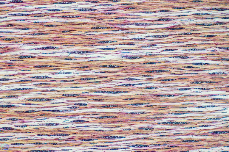 Bergholunder_tang_FCA_SPA4x125_BW_2.88mm_582022_Stack_58pics Bergholunder_tang_FCA_SPA4x125_BW_2.88mm_582022_Stack_58pics