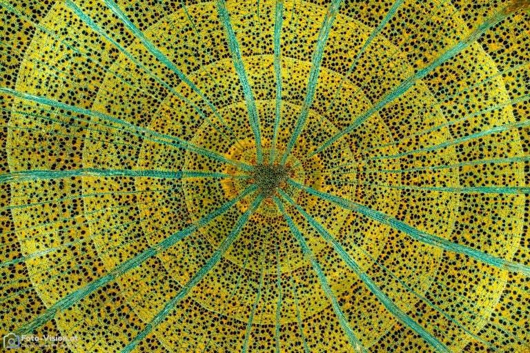 Buche - Fagus sylvatica - Querschnitt Buche - Fagus sylvatica - Querschnitt