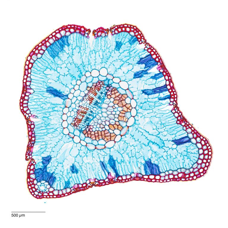 Cedrus_Atlaszeder_AcrotChryAstrb_SPA4x125_4x1pics_OBr_1.91mm_Pano_230218 Cedrus_Atlaszeder_AcrotChryAstrb_SPA4x125_4x1pics_OBr_1.91mm_Pano_230218