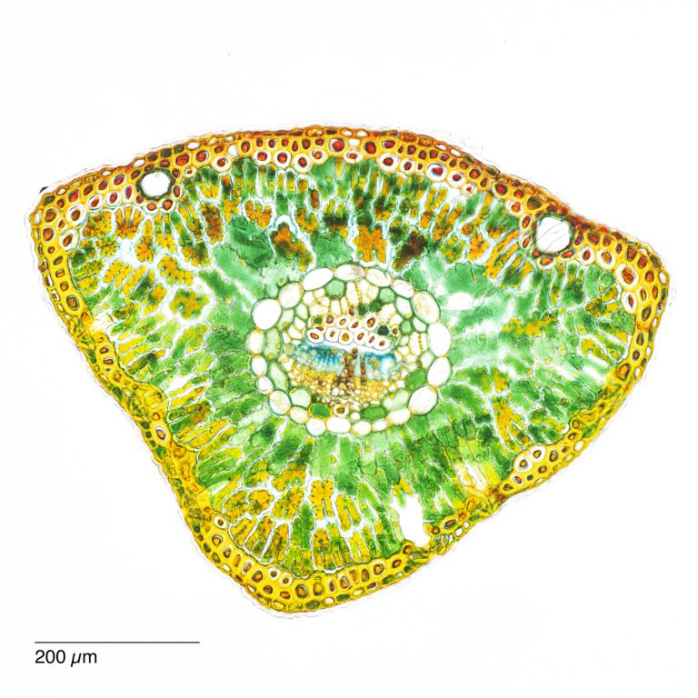 Cedrus_Atlaszeder_Nadel_SPA10_SafraninO_Acriflavin_Astrablau_2x1pics_img_240525_034-Pano Cedrus_Atlaszeder_Nadel_SPA10_SafraninO_Acriflavin_Astrablau_2x1pics_img_240525_034-Pano