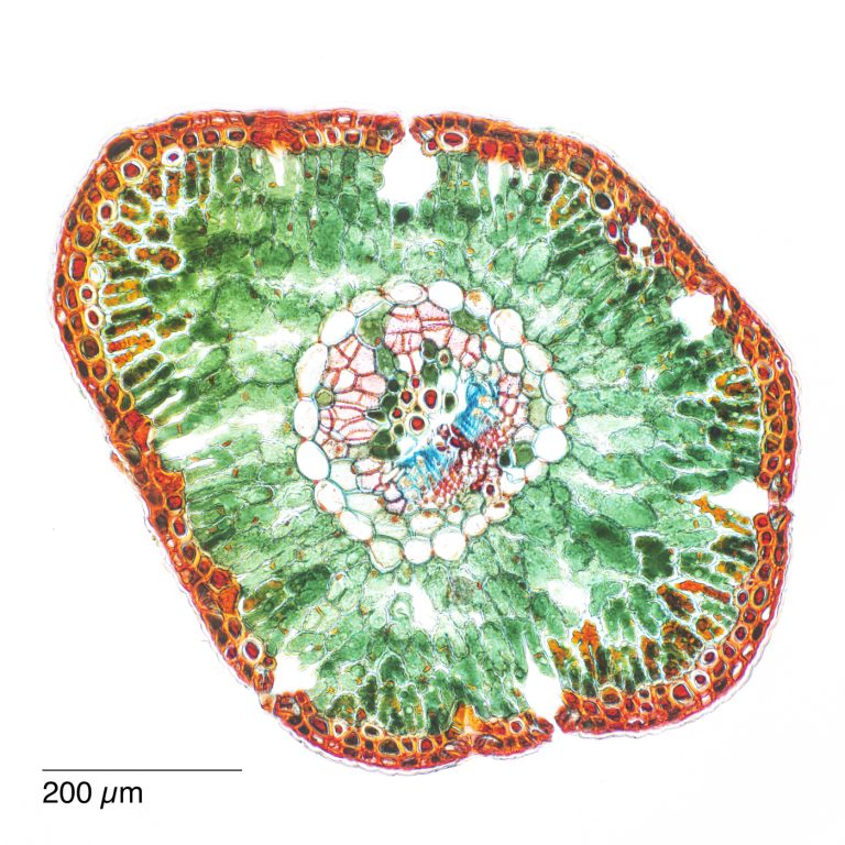 Cedrus_Atlaszeder_Nadel_SPA10_SafraninO_Acriflavin_Astrablau_2x1pics_img_240525_040-Pano Cedrus_Atlaszeder_Nadel_SPA10_SafraninO_Acriflavin_Astrablau_2x1pics_img_240525_040-Pano