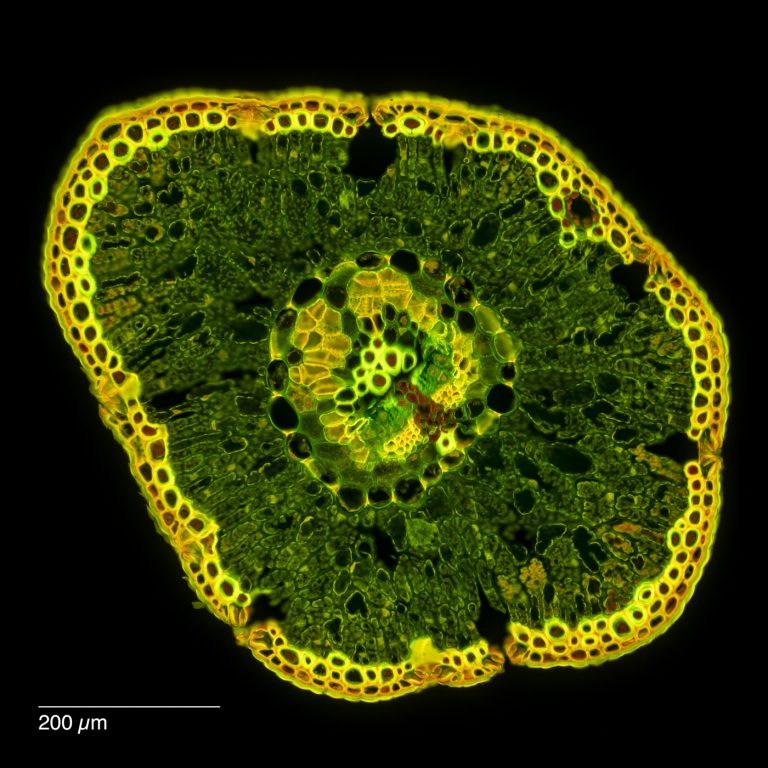 Cedrus_Atlaszeder_Nadel_SPA10_SafraninO_Acriflavin_Astrablau_FluorB_2x1pics_img_240525_042-Pano Cedrus_Atlaszeder_Nadel_SPA10_SafraninO_Acriflavin_Astrablau_FluorB_2x1pics_img_240525_042-Pano