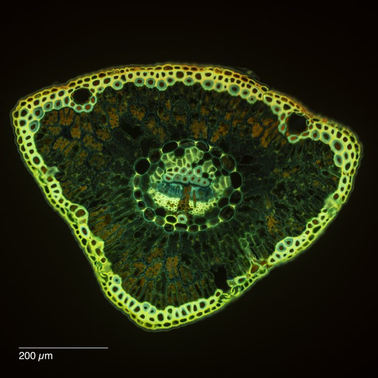 Cedrus_Atlaszeder_Nadel_SPA10_SafraninO_Acriflavin_Astrablau_FluorV_2x1pics_img_240525_032-Pano Cedrus_Atlaszeder_Nadel_SPA10_SafraninO_Acriflavin_Astrablau_FluorV_2x1pics_img_240525_032-Pano