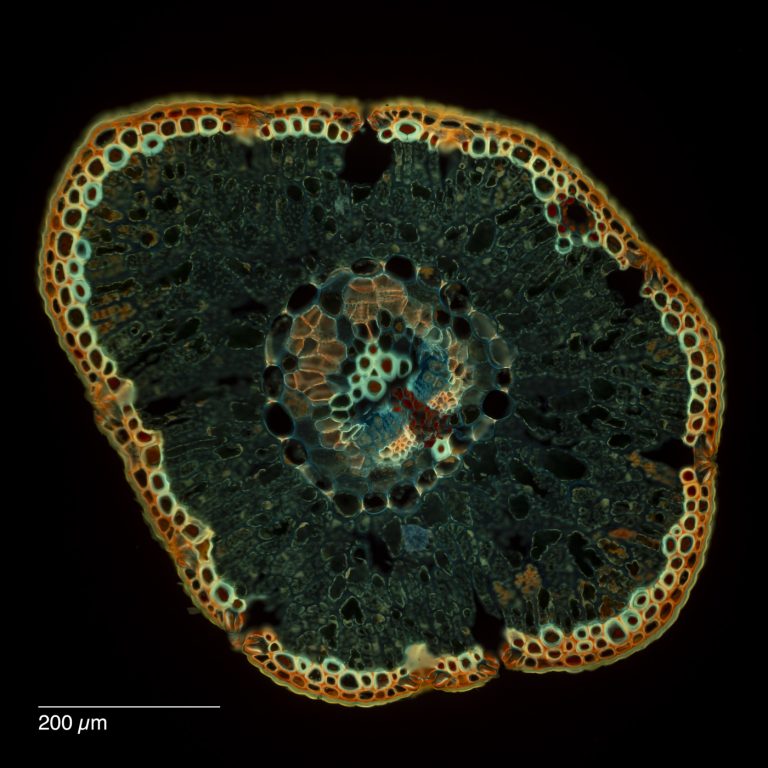 Cedrus_Atlaszeder_Nadel_SPA10_SafraninO_Acriflavin_Astrablau_FluorV_2x1pics_img_240525_044-Pano Cedrus_Atlaszeder_Nadel_SPA10_SafraninO_Acriflavin_Astrablau_FluorV_2x1pics_img_240525_044-Pano