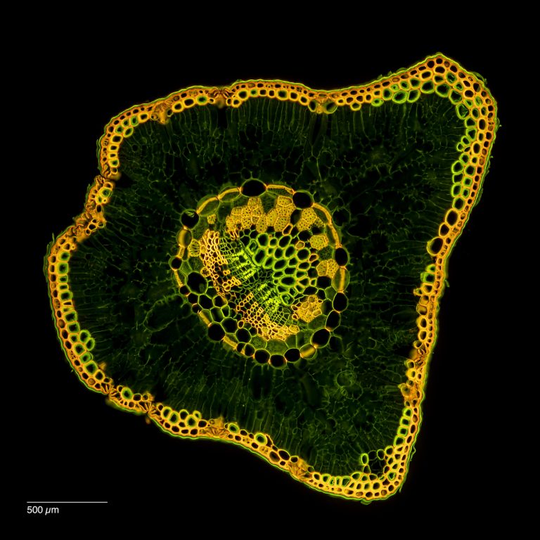 Cedrus_Atlaszeder_W3A_SPA4x125_FluorB_OBr_2.77mm_4x1pics_230218_Pano-Bearbeitet Cedrus_Atlaszeder_W3A_SPA4x125_FluorB_OBr_2.77mm_4x1pics_230218_Pano-Bearbeitet