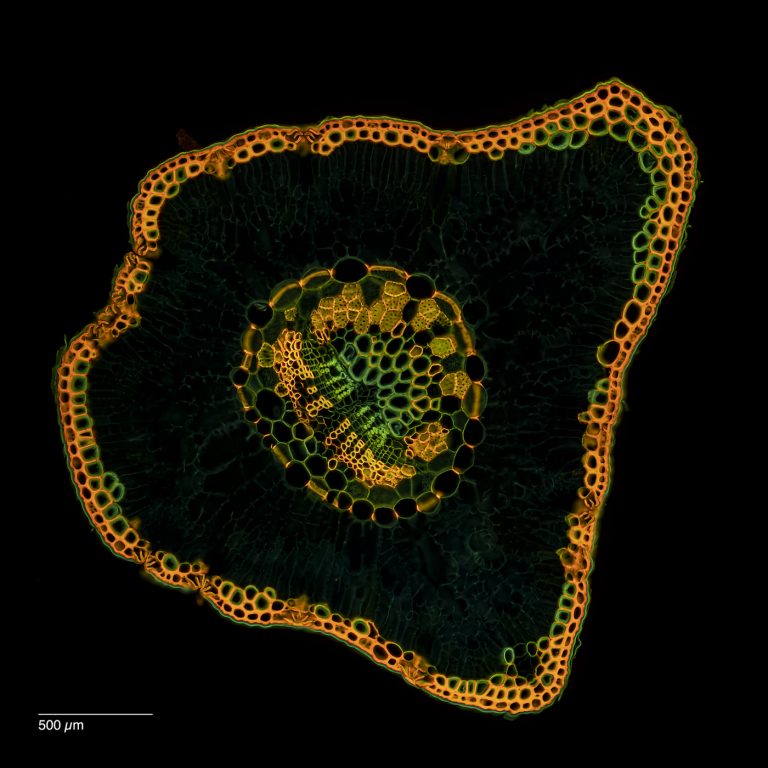 Cedrus_Atlaszeder_W3A_SPA4x125_FluorV_OBr_2.77mm_4x1pics_230218_Pano-Bearbeitet Cedrus_Atlaszeder_W3A_SPA4x125_FluorV_OBr_2.77mm_4x1pics_230218_Pano-Bearbeitet