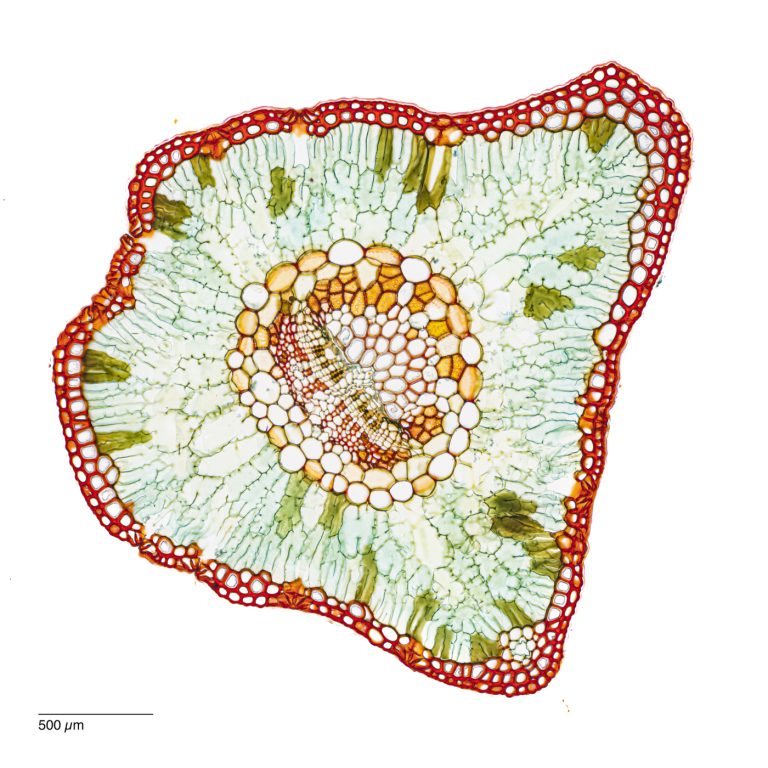 Cedrus_Atlaszeder_W3A_SPA4x125_OBr_2.77mm_4x1pics_230218_003-Pano Cedrus_Atlaszeder_W3A_SPA4x125_OBr_2.77mm_4x1pics_230218_003-Pano