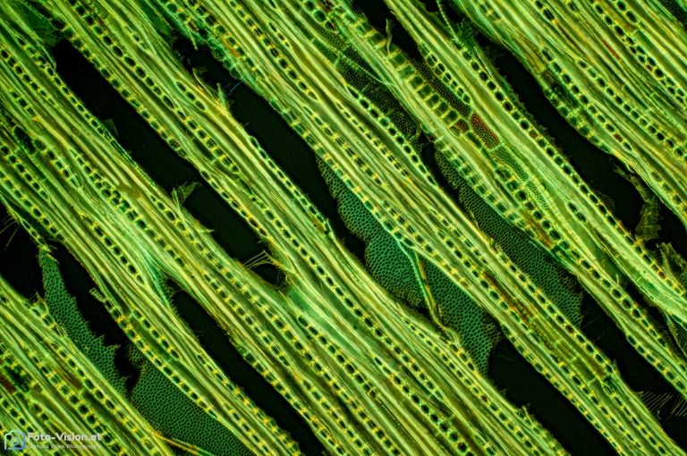 Erle_laengs_W3A_SPA10x125_BW_1.152mm_FluorV-462023_Stack_46pics Erle_laengs_W3A_SPA10x125_BW_1.152mm_FluorV-462023_Stack_46pics