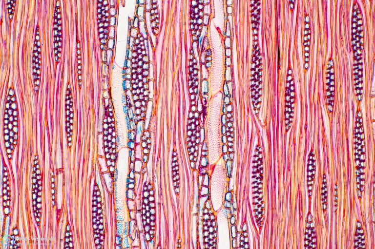 Esche tang SPA10 FCA-17 Esche tang SPA10 FCA-17