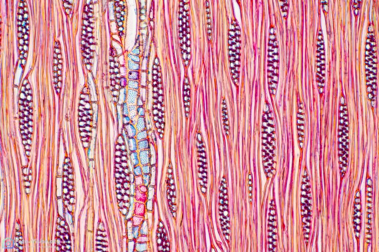 Esche tang SPA10 FCA-19 Esche tang SPA10 FCA-19