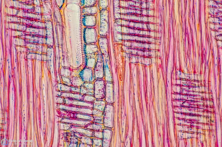 Esche_radial_SPA20_FCA-Stack 15pics_142024-01-08 17-13-57 (C,Smoothing1)14 Esche_radial_SPA20_FCA-Stack 15pics_142024-01-08 17-13-57 (C,Smoothing1)14