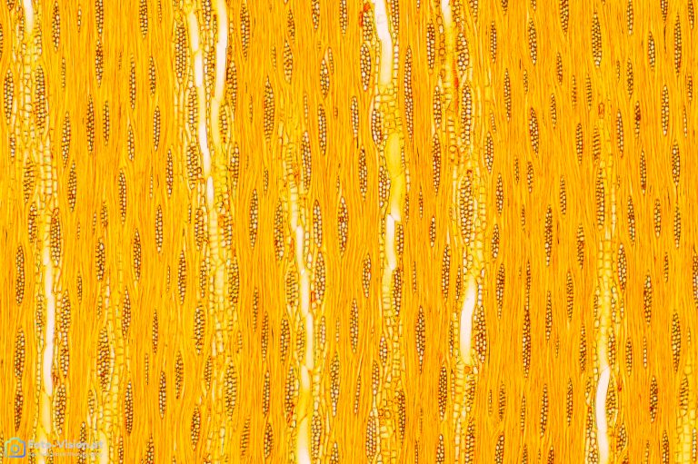 Esche_tangential_Acridinrot Acriflavin Astrablau_SPA4_img_240108_001-3-2 Esche_tangential_Acridinrot Acriflavin Astrablau_SPA4_img_240108_001-3-2