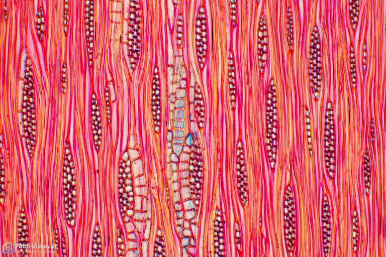 Esche - Fraxinus excelsior - Tangentialschnitt - FCA - Objektiv SPA10 Esche - Fraxinus excelsior - Tangentialschnitt - FCA - Objektiv SPA10