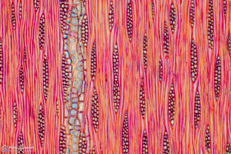 Esche_tangential_Fuchsin Chrysoidin Astrablau_SPA10 Esche_tangential_Fuchsin Chrysoidin Astrablau_SPA10