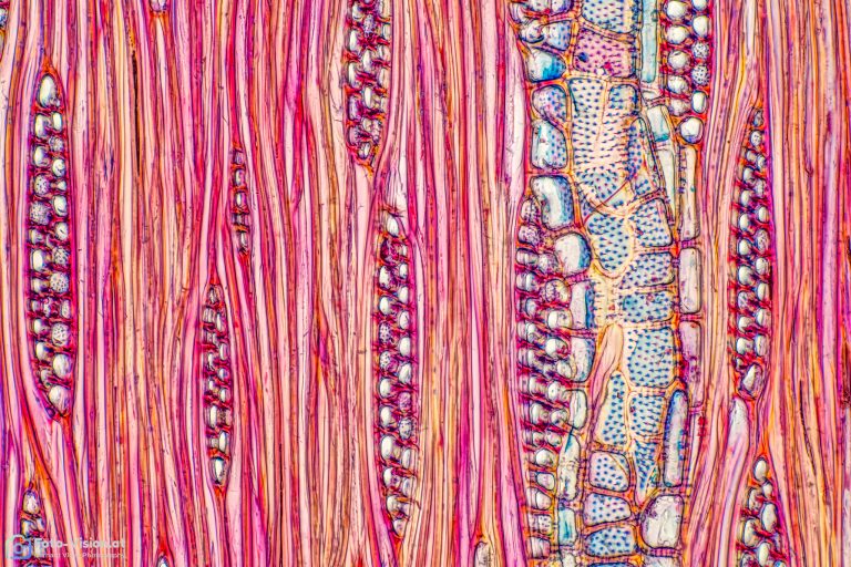 Esche_tangential_SPA20_FCA-Stack 15pics_152024-01-08 16-31-55 (C,Smoothing1)15 Esche_tangential_SPA20_FCA-Stack 15pics_152024-01-08 16-31-55 (C,Smoothing1)15