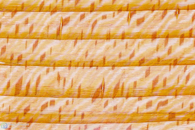 Fichte_AAC_radial_SP2FL_12x1pics_img_220816_076-Pano-PS Fichte_AAC_radial_SP2FL_12x1pics_img_220816_076-Pano-PS