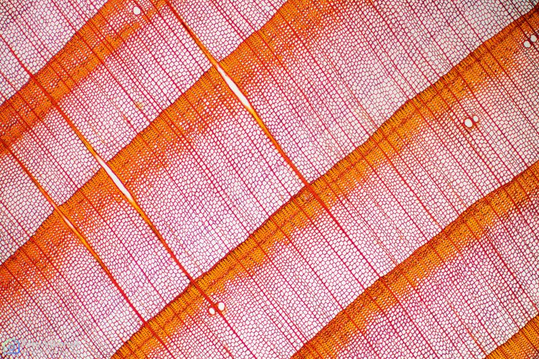 Fichte_QUER_Acridinrot_Chrysoidin_SP2FL_29pics_2021-10-04 19-56-19 (C,Smoothing4)-Bearbeitet Fichte_QUER_Acridinrot_Chrysoidin_SP2FL_29pics_2021-10-04 19-56-19 (C,Smoothing4)-Bearbeitet