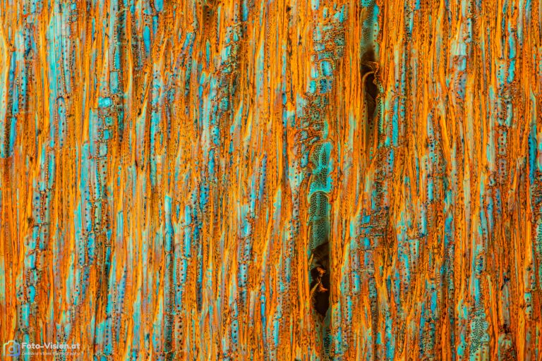 Kaffeeholz_rad_W3A_FluorV_SPA10x125_312023_Stack_31pics_BW_1.1mm Kaffeeholz_rad_W3A_FluorV_SPA10x125_312023_Stack_31pics_BW_1.1mm