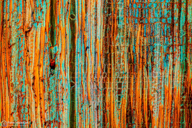 Kaffeeholz_rad_W3A_FluorV_SPA10x125_442023_Stack_44pics_BW_1.1mm Kaffeeholz_rad_W3A_FluorV_SPA10x125_442023_Stack_44pics_BW_1.1mm