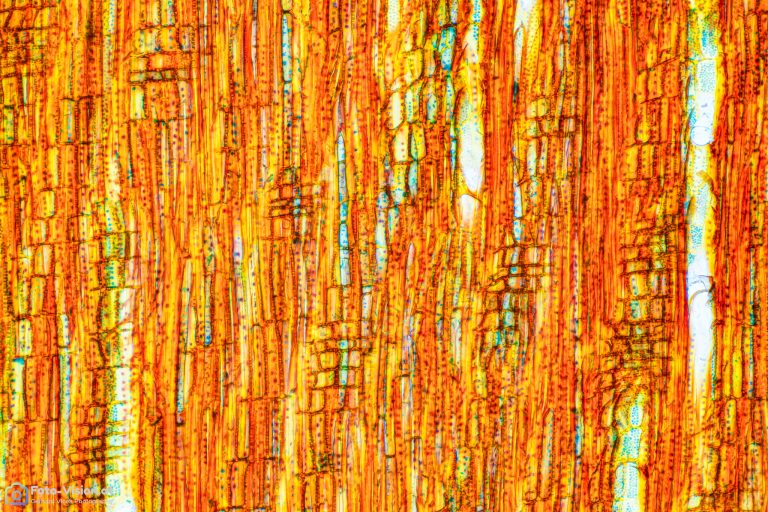 Kaffeeholz_rad_W3A_SPA10x125_542023_Stack_54pics._BW_1.1mm Kaffeeholz_rad_W3A_SPA10x125_542023_Stack_54pics._BW_1.1mm