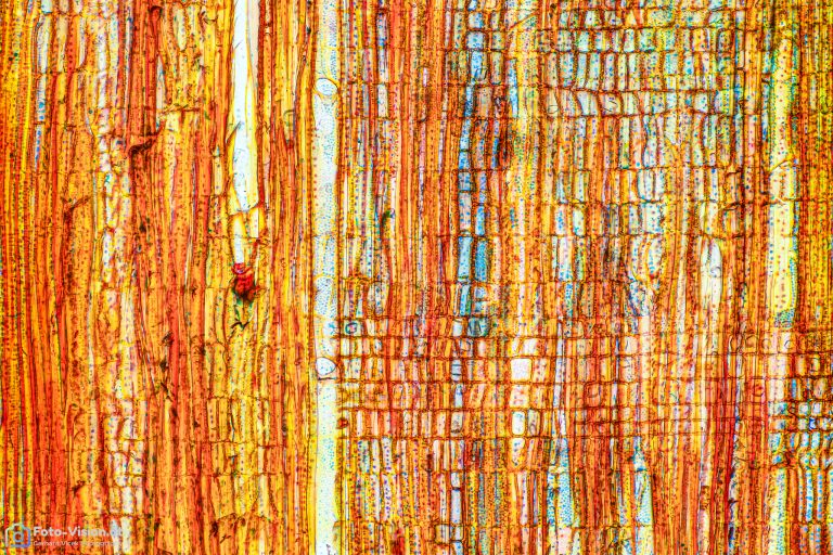 Kaffeeholz_rad_W3A_SPA10x125_662023_Stack_66_BW_1.1mm Kaffeeholz_rad_W3A_SPA10x125_662023_Stack_66_BW_1.1mm