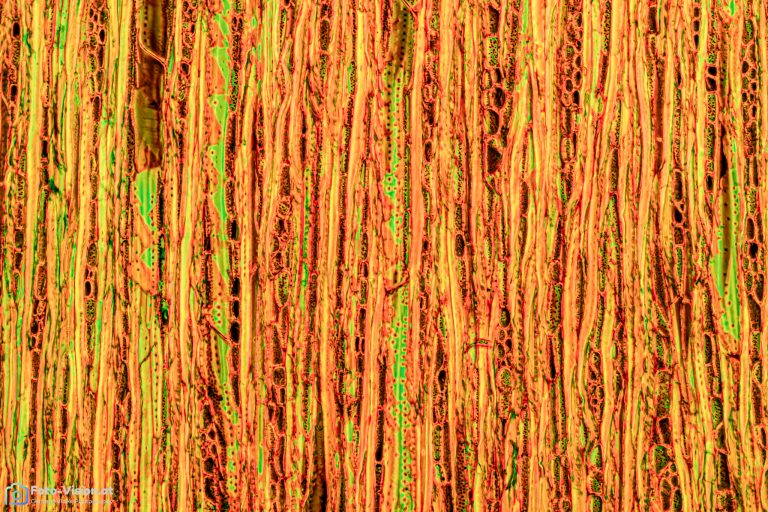 Kaffeeholz_tang_W3A_FluorV_SPA10x125_Stack_41pics_BW_1.1mm Kaffeeholz_tang_W3A_FluorV_SPA10x125_Stack_41pics_BW_1.1mm