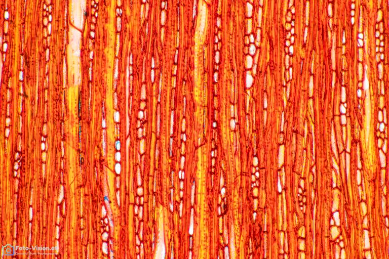 Kaffeeholz_tang_W3A_SPA10x125_Stack_59_BW_1.1mm Kaffeeholz_tang_W3A_SPA10x125_Stack_59_BW_1.1mm