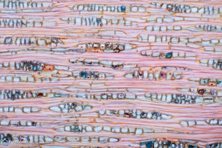 Kaki_laengs1_SPA10x125_26pics_2021-10-15 20-59-48 (C,Smoothing4)-Bearbeitet Kaki_laengs1_SPA10x125_26pics_2021-10-15 20-59-48 (C,Smoothing4)-Bearbeitet