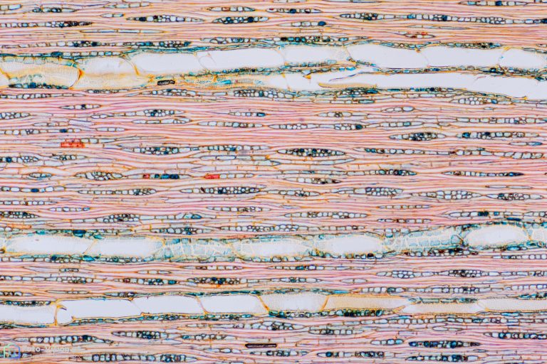 Kaki_laengs2_SPA4x125_36pics_2021-10-15 21-14-35 (C,Smoothing4) Kaki_laengs2_SPA4x125_36pics_2021-10-15 21-14-35 (C,Smoothing4)