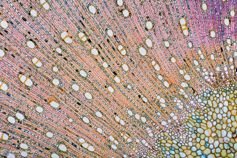 Kaki - Diospyros kaki - Querschnitt - Wacker - Objektiv SPA4 - Stack 39 Bilder Kaki - Diospyros kaki - Querschnitt - Wacker - Objektiv SPA4 - Stack 39 Bilder