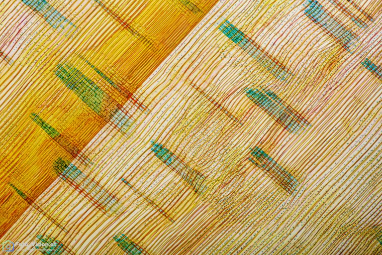 Schwarzkiefer - Pinus nigra - Radialschnitt - Wacker - Wacker - Stack 21 Bilder Schwarzkiefer - Pinus nigra - Radialschnitt - Wacker - Wacker - Stack 21 Bilder