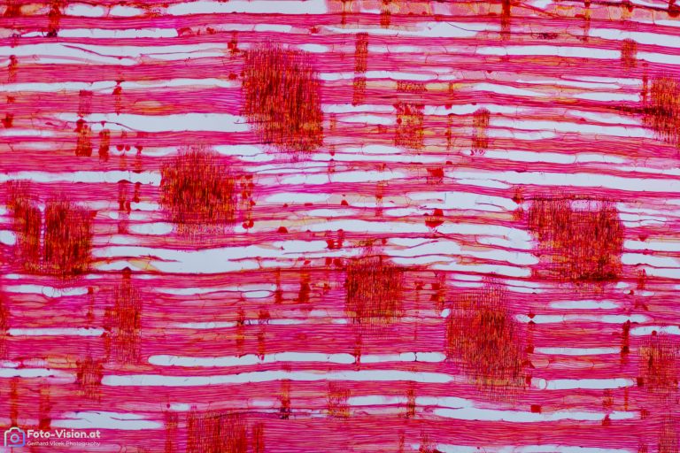 Süß-Kirsche - Prunus avium - Radialschnitt - FCA - Objektiv SPA10 Süß-Kirsche - Prunus avium - Radialschnitt - FCA - Objektiv SPA10