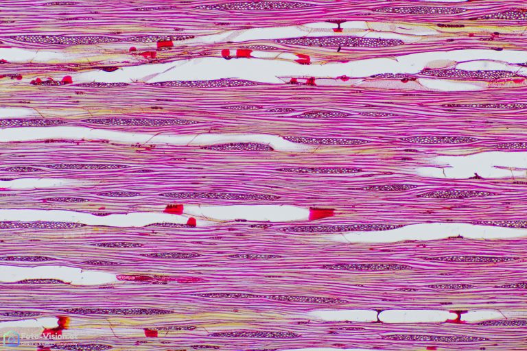 Kirsche_amerika_EtzoldBl_SPA4x125-22021-11-22 23-10-03 (C,Smoothing4)18-Bearbeitet Kirsche_amerika_EtzoldBl_SPA4x125-22021-11-22 23-10-03 (C,Smoothing4)18-Bearbeitet